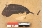 Foto (Detailansicht) von Quercus palaeoilex Ettingshausen (NHMW-GEO-2024-0188-0741)
